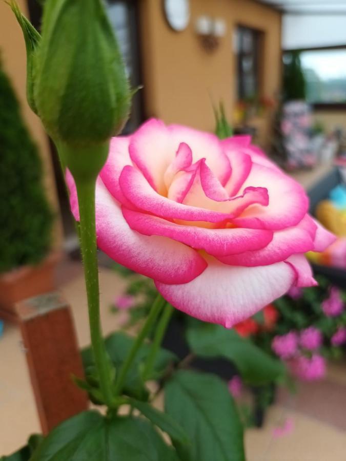 Noclegi Viva Mszczonow Luaran gambar